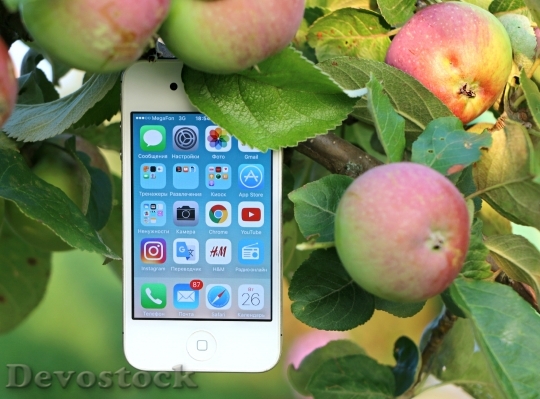 Devostock Food Apple Iphone 16315 4K
