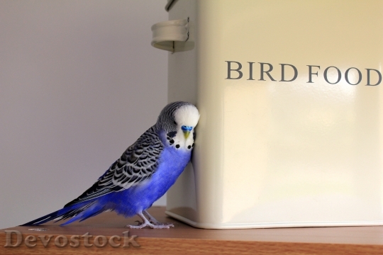 Devostock Food Bird Animal 41689 4K