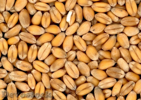 Devostock Food Seeds Grains 4159 4K