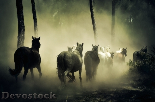 Devostock Forest Fog Mist 21943 4K