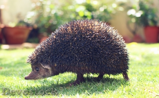 Devostock Garden Animal Hedgehog 1226 4K