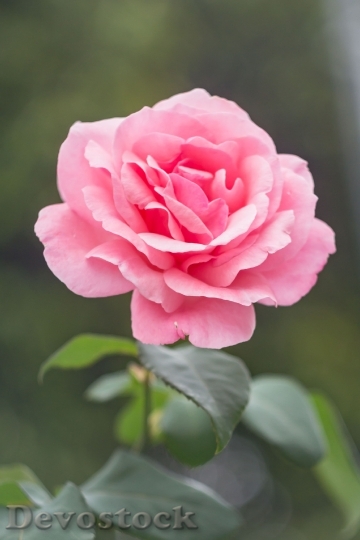 Devostock Garden Flower Pink 73630 4K