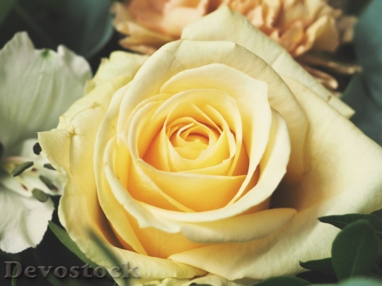 Devostock Garden Flower Rose 5036 4K