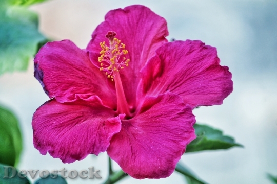 Devostock Garden Petals Plant 92264 4K