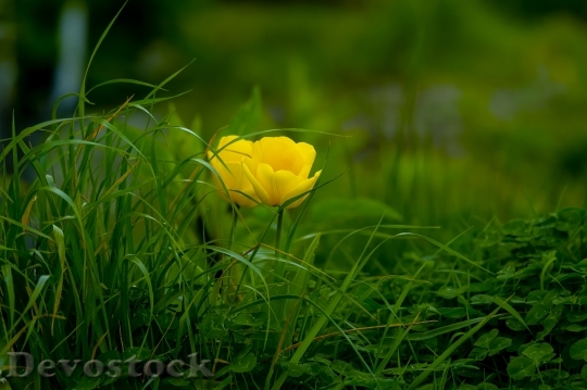 Devostock Garden Yellow Grass 104223 4K