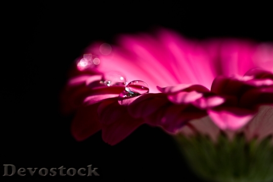 Devostock Gerbera Blossom Bloom Red 8601 4K.jpeg