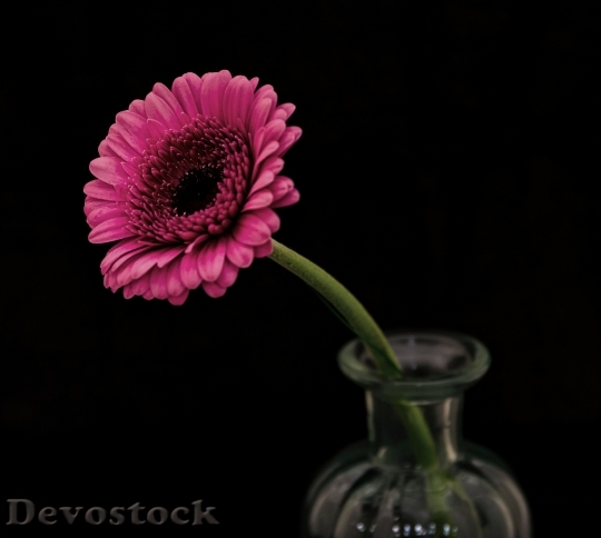 Devostock Glass Petals Flower 81818 4K