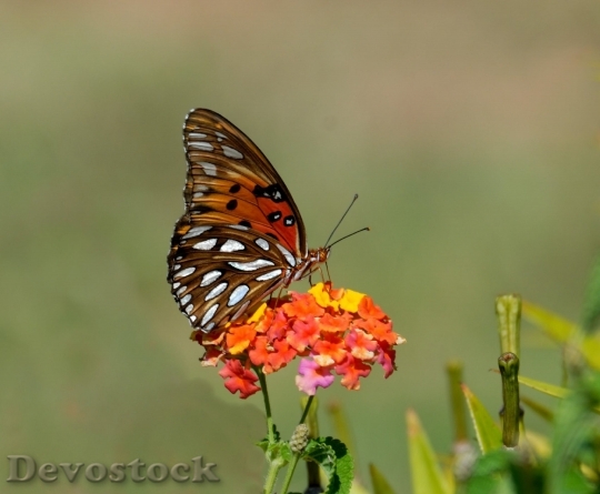 Devostock Gulf Fritillary Butterfly Insect Nature 15845 4K.jpeg