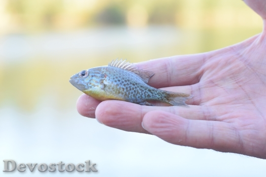 Devostock Hand Animal Fish 134291 4K