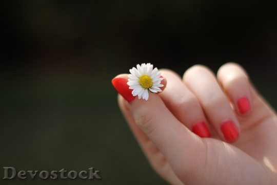 Devostock Hand Flower Bloom 5765 4K