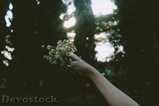 Devostock Hand Flowers Daffodils 8845 4K