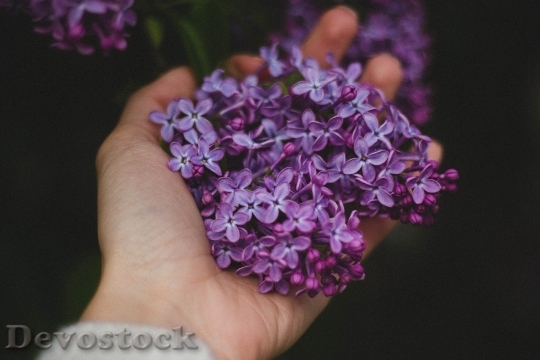 Devostock Hand Flowers Lilac 1411 4K