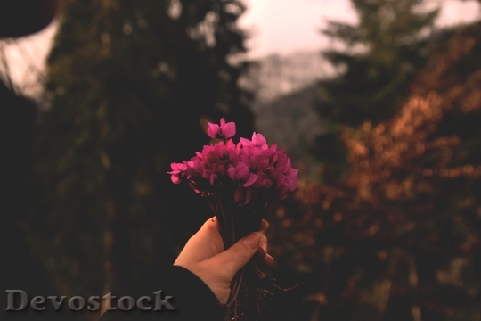Devostock Hand Flowers Plant 93187 4K