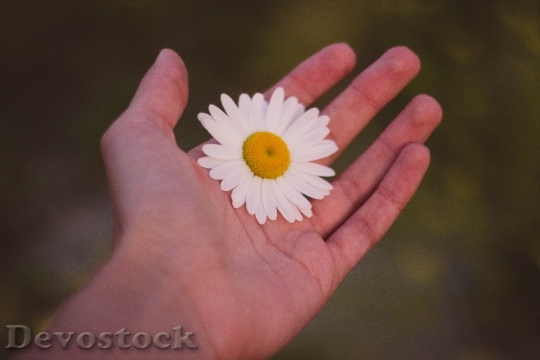Devostock Hand White Flower 6358 4K