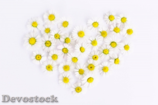 Devostock Heart Flowers Bloom 15977 4K