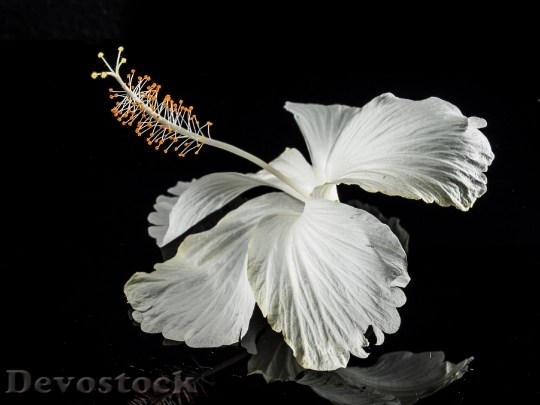 Devostock Hibiscus Blossom Bloom Flower 6410 4K.jpeg