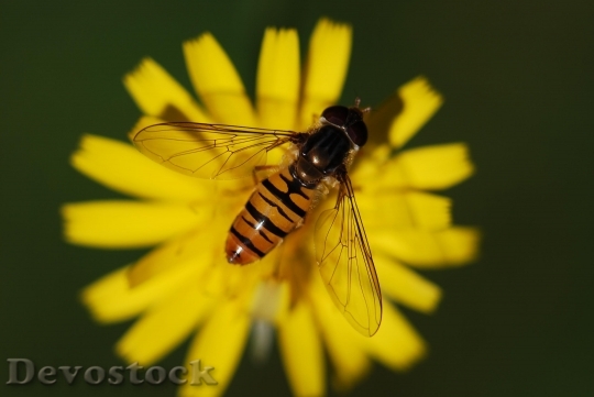 Devostock Hover Fly Insect Close Animal 8044 4K.jpeg