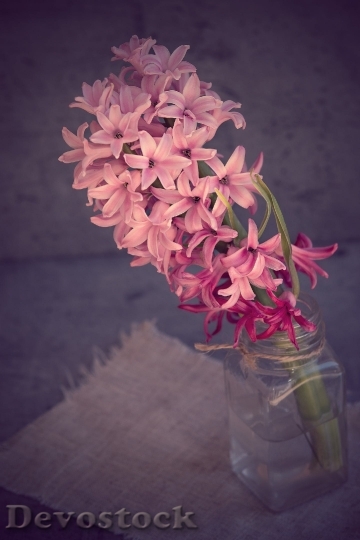Devostock Hyacinth Flower Pink Pink Flower 16023 4K.jpeg