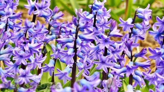 Devostock Hyacinth Jacinth Flowers Flower 6063 4K.jpeg