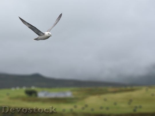 Devostock Iceland Flight Landscape 83176 4K