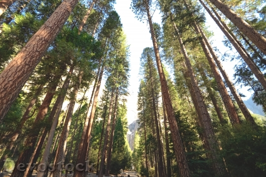 Devostock Inside Redwood Forest HD