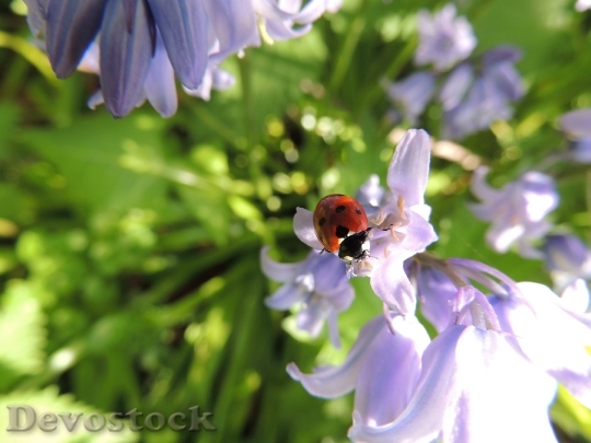 Devostock Ladybird Flower Nature Ladybug 5121 4K.jpeg