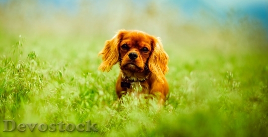 Devostock Landscape Field Summer Cute Dog 4K