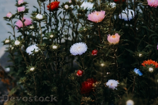 Devostock Landscape Flowers Garden 141619 4K