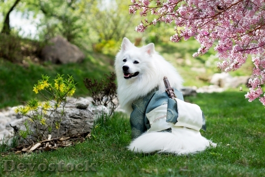 Devostock Landscape Flowers Garden White Dog 4K