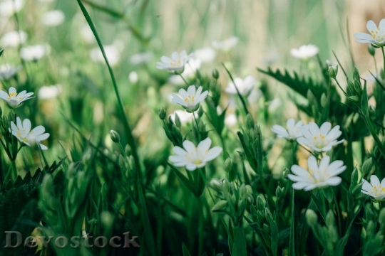 Devostock Landscape Nature Flowers 102581 4K