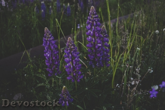 Devostock Landscape Nature Flowers 70094 4K