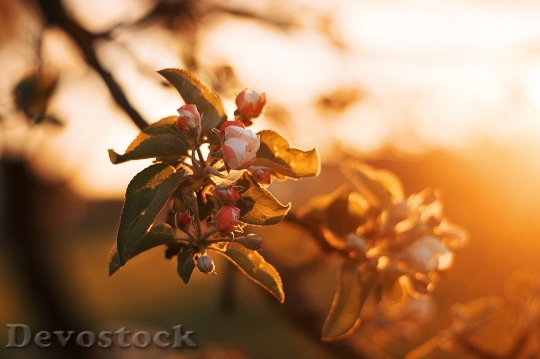 Devostock Landscape Sunset Flowers 73288 4K