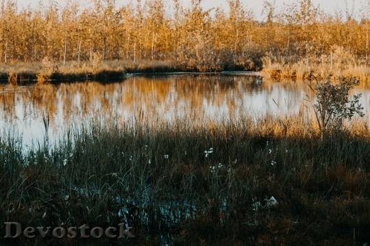 Devostock Landscape Water Flowers 133442 4K