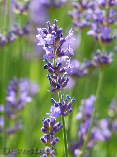 Devostock Lavender Lavender Flowers Purple Violet 6734 4K.jpeg