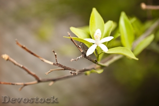 Devostock Leaves Flower Bloom 77504 4K