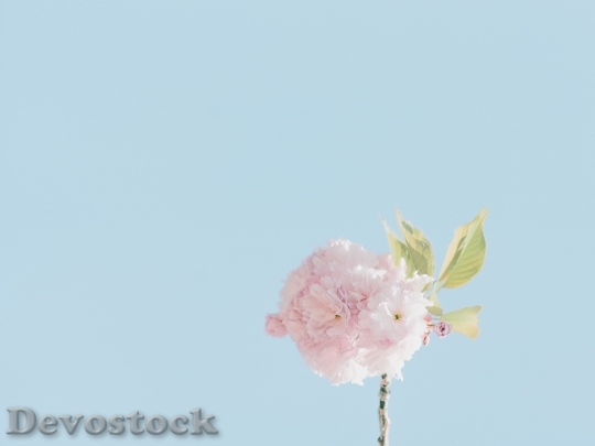 Devostock Leaves Flower Color 109820 4K