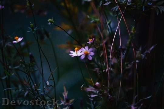 Devostock Light Nature Flowers 131950 4K