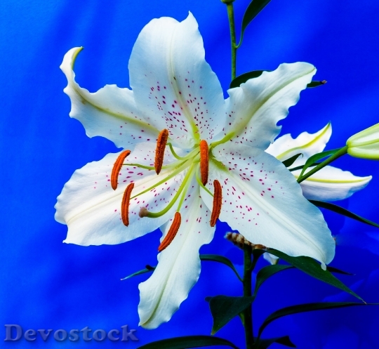 Devostock Lily Blossom Bloom Flower 6217 4K.jpeg
