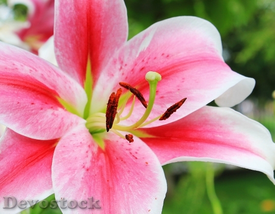 Devostock Lily Flower Lily Family Nature 16053 4K.jpeg