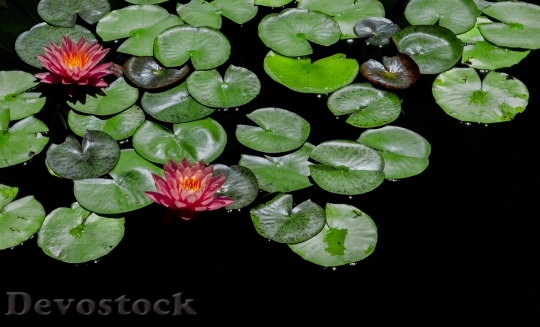 Devostock Lily Water Pink Pond 73005 4K.jpeg