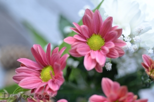Devostock Little Pink Flowers Cute 58420 4K.jpeg