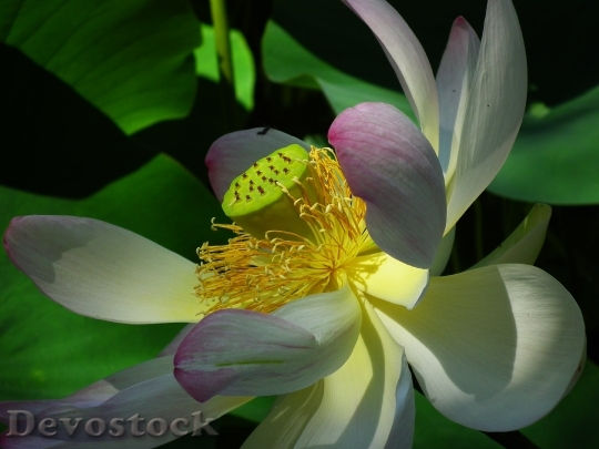 Devostock Lotus Flower Pink Nature 4086 4K.jpeg
