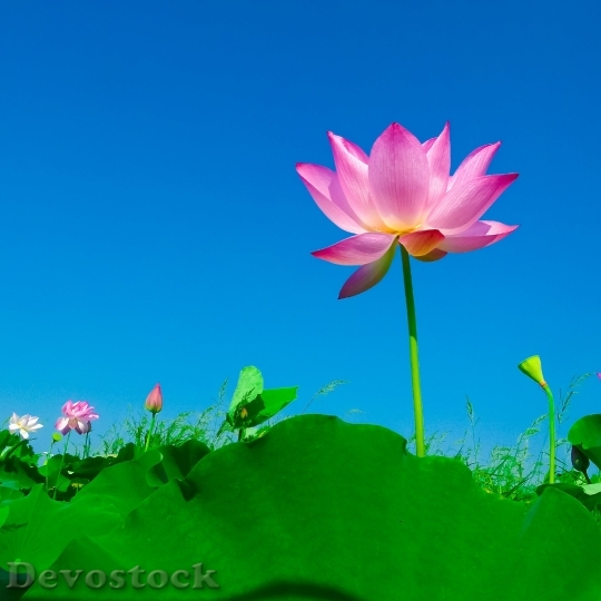 Devostock Lotus Lotus Leaf Flowering Flower 4018 4K.jpeg