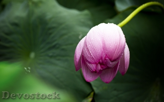 Devostock Lotus Lotus Leaf Nature Flowers 3931 4K.jpeg