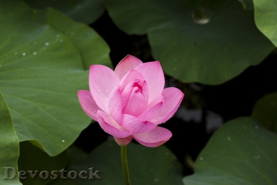 Devostock Lotus Nature Plants Flowers 3924 4K.jpeg