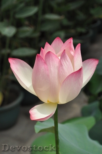 Devostock Lotus Pink Lotus Flower Plant 6848 4K.jpeg