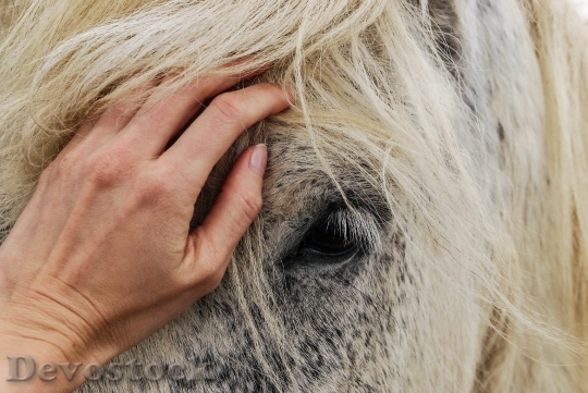 Devostock Love Hand Animal Horse Compassion 4K