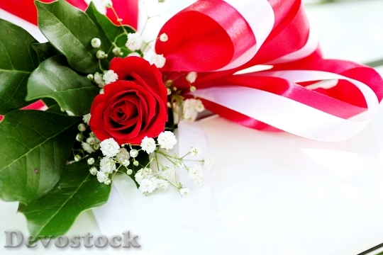 Devostock Love Romantic Petals 69756 4K