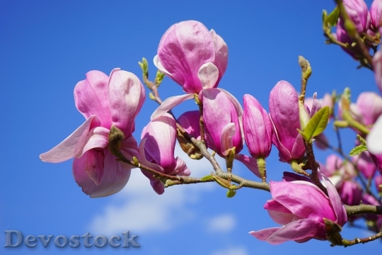 Devostock Magnolia Magnolia Blossom Blossom Bloom 5658 4K.jpeg