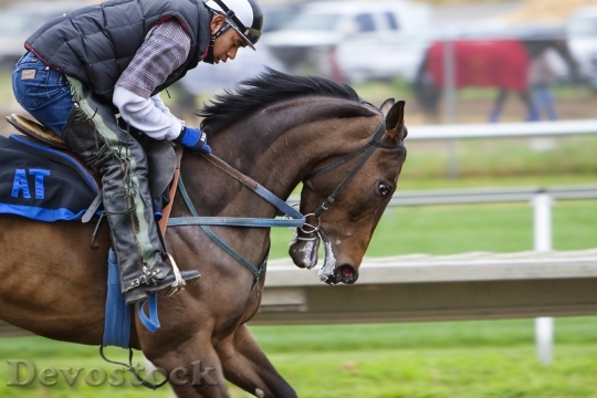 Devostock Man Person Animal Sport Horse 4K